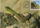 Romania 2011 Maxi Card / Reptiles Of Romania / The Balkan Wall Lizard - Serpents