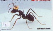 Ant - Fourmi - Mier - Ameise - Insect (22) - Altri & Non Classificati