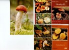 (989) Mushroom - Champignons - Andere & Zonder Classificatie