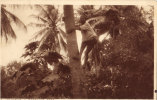 Mombasa Climbing A Cocoanut Tree - Kenya