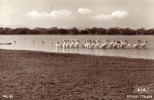 Awasha Lake Aroussi - Etiopía