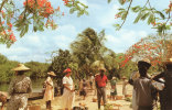 Martinique Trois-Rivieres Le Marché Sous Les Flamboyants - Dominican Republic