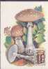 RUSSIE CARTE MAXIMUM NUM.YVERT 5305 CHAMPIGNON - Maximumkarten