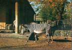 ZEBRA DI GREVY Equus Grevyi - Zèbres