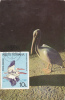 Pélicans,pelican 1985 CM,maxicard,cartes Maximum Romania. - Pelícanos