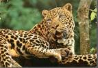 LEOPARDO FELIX Panthera Pardus - Tigres