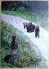 SLOVENIA POSTCARD WITH BROWN BEARS BEAR URSUS ARCTOS - Bären