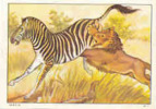 Image / Lion Attaquant Un Zèbre / ( Thème Animaux Afrique Animal  )  // IM 21/1 - Nestlé