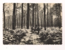 CP, En Guyenne-Gascogne, Attelage De Mules En Forêt, Vierge - Equipos