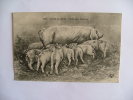 Famille De Gorets Une Bonne Nourrice - Schweine