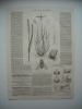 GRAVURE 1854. LE CHLOROPS DU SEIGLE. AVEC EXPLICATIF. - Prints & Engravings