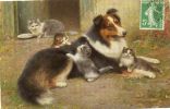 - CHATS Et CHIEN (colley) -11396- - Cats