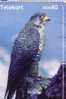 FALCON ( Norway ) Faucon Hawk Goshawk Halcon Falcons Faucons Hawks Eagle Aigle Birds Of Pray Rapace Bird Raptors - Noorwegen