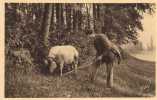 962 - En Périgord - Le Chercheur De Truffes - Porc - Truie - Coiffes - Agriculture - Recolte - Schweine