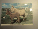 ANES IRISH DONKEY AND FOAL IN A RUGGED SETTING - Other & Unclassified