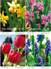 2010 - 2265/68 Fiori   +++++++++ - Unused Stamps