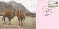 Special Cover,Double Hump Camel, Leh, Ladakh,Himalayas, 2011, Inde, Ladakh Festival - Altri