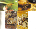 Brasil-serie Abelhas-(telemar)-set 4 Card-tirage-250.000-used Card+2 Card Prepiad Free - Honeybees