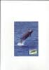 Australie WWF MC 2564 2006 Baleines - Wale