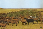 Vendée - Ile De Noirmoutier , Elevage De Chèvres Pour Le Fromage Capricieux Sur La Route De L'herbaudière - Ile De Noirmoutier