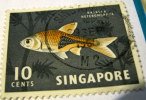 Singapore - 1962 Harlequin Fish 10c - Used - Singapour (...-1959)