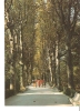 USSR, Abkhazia, Georgia - GAGRA - Plane Tree Alley Walk Lane - 1983 - Géorgie