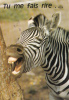 B36752  Animals Animaux Zebra Used Perfect Shape - Zèbres