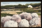 CPSM  BERMUDA Coral   Coraux - Other & Unclassified