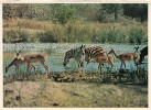 B36765  Animals Animaux Zebra Zebres And Impala Used Good Shape - Zèbres