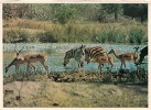 B36765  Animals Animaux Zebra Zebres And Impala Used Good Shape - Cebras