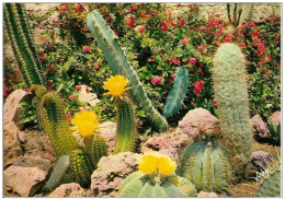 83-SANARY-BANDOL-VAR-FLORAISON  DES CACTUS RARES DU MEXIQUE - Cactus