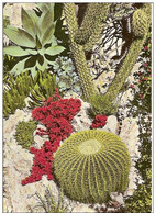 MONACO-JARDIN EXOTIQUE-CACTUS-COUSSIN DE BELLE MERE ET AGAVE - Cactusses