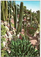 MONACO-JARDIN EXOTIQUE-CACTUS-LES CANDELABRES - Cactusses
