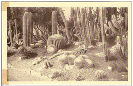 GENT-FLORALIES GANTOISES-CACTUS - Cactussen