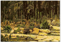 ELCHE -VERGER DU CURE-ROCALLA-CACTUS-ZONE DE CEREUS - Cactussen