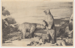 CPA GALERIES DU DUC D'ORLEANS - OURS - Bears