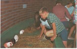 Seattle WA Washington, Woodland Park Zoo, Children With Animals, Guinea Pig, On C1960s Vintage Chrome Postcard - Seattle