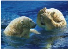 CPM       ZOO LA PALMYRE          OURS POLAIRES - Bears