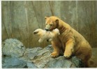 CPM       ZOO LA PALMYRE          OURSE BLANCHE TENANT DANS SA GUEULE SON BEBE - Beren