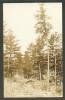 USA, MOORE SPRING RESORTS, AKELEY , AKELY MINN. ,  OLD REAL PHOTO POSTCARD - Other & Unclassified