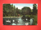 Hillsdale Mi  Swans In Stocks Park  Cancel Ca 1910   ---=====  === Ref--286 - Andere & Zonder Classificatie