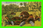 TURTLES - GIANT GALAPAGOS TORTOISES - NORTH MIAMI ZOO, FL - TRAVEL IN 1948 - C.R. ADAMSON - - Schildkröten