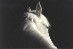 CHEVAL : Série Chevaux De Lumière N°3 Photo Marion Gillet Horses Of Light Pferd Pferde Im Licht Cavallo - Cavalli