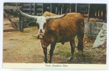 Postcard - Texas Longhorn Steer  (3271) - Taureaux