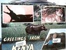 KENYA IPPOPOTAMIO LEONE  ELEFANTE VB1977 DI10795 - Hippopotames