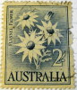 Australia 1959 Flannel Flower 2s - Used - Oblitérés