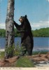 Ours Noir - Black Bear - Animal Animals Animaux - Canada - Stamp & Postmark 1975 - 2 Scans - Bears