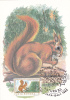 Squirrel,Sciurus Vulgaris,1985 CM,maxicard,cartes Maximum Romania. - Roditori