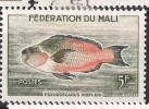 Fédération Du MALI: Poissons :pseudoscarus 5fr Olive Bleu Fonçé Et Orange - Mali (1959-...)