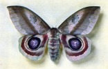 Automeris Janus - Papillons